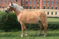 Am�lka. Pro zv�t�en� klikn�te