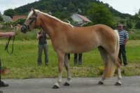 Wunja. Pro zv�t�en� klikn�te