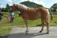 Cora. Pro zv�t�en� klikn�te