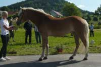 Homy. Pro zv�t�en� klikn�te