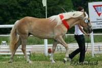 �ampion mlad�ch, Ganika. Pro zv�t�en� klikn�te