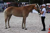 Sunflower. Pro zv�t�en� klikn�te