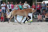 Sunflower. Pro zv�t�en� klikn�te