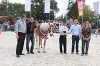 Nejlep�� klisna �esk�ho chovu. Pro zv�t�en� klikn�te