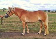 Gisel. Pro zv�t�en� klikn�te