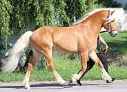 Amaranth. Pro zv�t�en� klikn�te