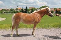 Goldie. Pro zv�t�en� klikn�te