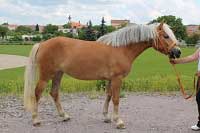 Chalota. Pro zv�t�en� klikn�te