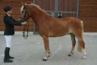 Adina Mandli�ka. Pro zv�t�en� klikn�te