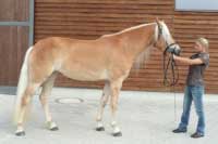 Daysi. Pro zv�t�en� klikn�te