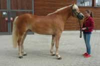 Daisi. Pro zv�t�en� klikn�te