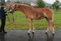 Flinki. Pro zv�t�en� klikn�te