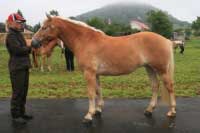 Carolle von Stein. Pro zv�t�en� klikn�te