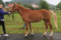 Norma. Pro zv�t�en� klikn�te