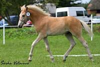 V�t�z t��dy h��bat Waldbach Obrok. Pro zv�t�en� klikn�te