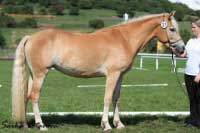 T�et� nejlep�� t��let� klisna Fifteen. Pro zv�t�en� klikn�te