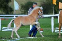 Reserve�ampion mlad�ch Waldbach Obrok. Pro zv�t�en� klikn�te