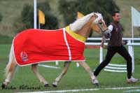 �ampion v�stavy Campbella. Pro zv�t�en� klikn�te