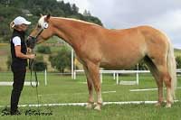 Nejlep�� klisna s h��b�tem a rezerve�ampionka otev�en�ch t��d Emmeli. Pro zv�t�en� klikn�te