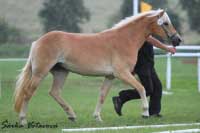 Nad�jn� dvoulet� klisna Bahar. Pro zv�t�en� klikn�te