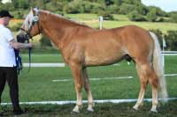 Plemenn� h�ebec Armin. Pro zv�t�en� klikn�te