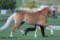 Prov��en� ji� �estn�ctilet� h�ebec Avalon. Pro zv�t�en� klikn�te