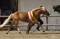 Nejlep�� mlad� h�ebec - Amerigo. Pro zv�t�en� klikn�te