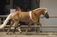 Sv�tov� �ampion Stainz. Pro zv�t�en� klikn�te