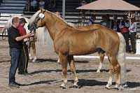 Druh� nejlep�� plemen�k Notting Hill. Pro zv�t�en� klikn�te