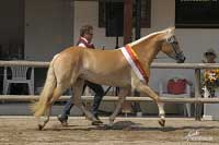 Nejlep�� mlad� klisna Tisiana. Pro zv�t�en� klikn�te