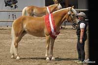 Reserve�ampionka mlad�ch klisen S-Rivalin. Pro zv�t�en� klikn�te