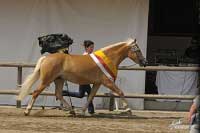 �ampionka mlad��ch chovn�ch klisen Sylvana. Pro zv�t�en� klikn�te