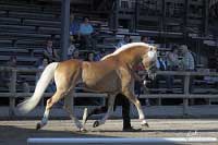 Avalon. Pro zv�t�en� klikn�te