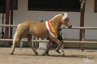 Nejlep�� star�� chovn� klisna Sowina. Pro zv�t�en� klikn�te