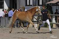 Pokud by se ud�lovala cena div�k�, ur�it� by ji vyhr�l holandsk� S.Adel, kter� byl v�born� p�edveden. Pro zv�t�en� klikn�te