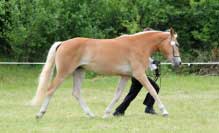 G�ja. Pro zv�t�en� klikn�te