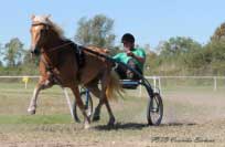 A naprostou specialitou italsk�ch hafling� jsou dostihy klus�k�. Pro zv�t�en� klikn�te