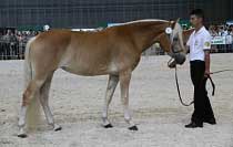 Klisna Moneta - v�t�zka t��dy mlad��ch klisen. Pro zv�t�en� klikn�te