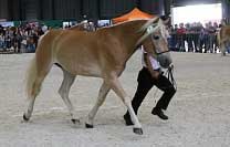 Klisna Moneta - v�t�zka t��dy mlad��ch klisen. Pro zv�t�en� klikn�te