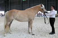 P�edlo�sk� �ampionka Fortuna. Pro zv�t�en� klikn�te