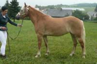 Chelsea. Pro zv�t�en� klikn�te