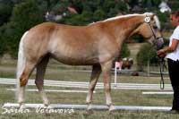 Sunflower. Pro zv�t�en� klikn�te