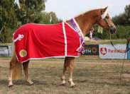 �ampionka mlad�ch klisen plemene hafling 2016. Pro zv�t�en� klikn�te