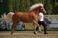 Sympatie div�k� si z�skala Niva. Pro zv�t�en� klikn�te