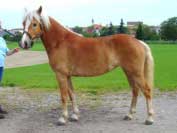 Fortuna Elena. Pro zv�t�en� klikn�te