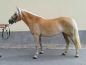 Evita Castanea. Pro zv�t�en� klikn�te