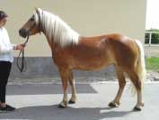 Fantazie Castanea. Pro zv�t�en� klikn�te