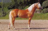 Otec Artista, h�ebec 156 /T Antinor. Pro zv�t�en� klikn�te