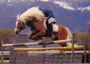 Otec Artista, h�ebec 156 /T Antinor. Pro zv�t�en� klikn�te