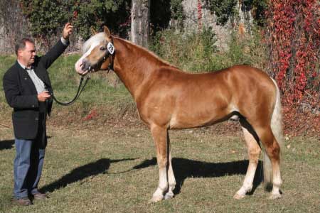 H�ebec Artist po otci Antinor